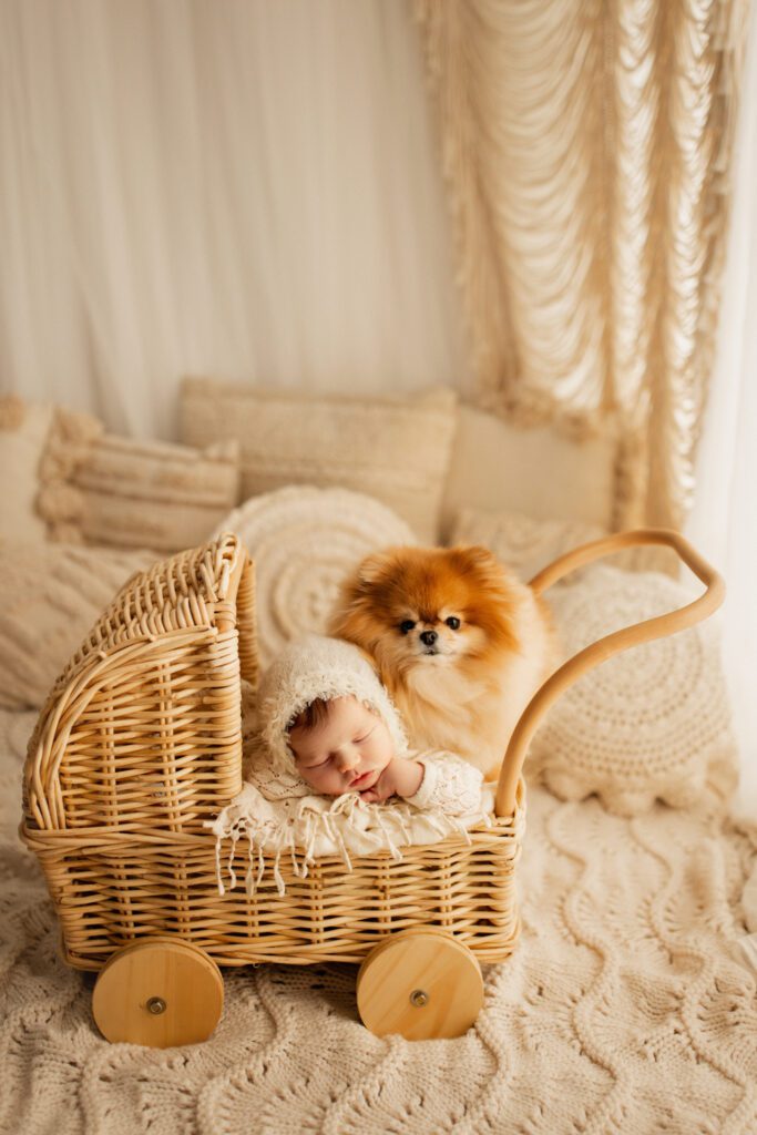 Baby in miniature wicker stroller guarded by her loyal fluffy Pomeranian