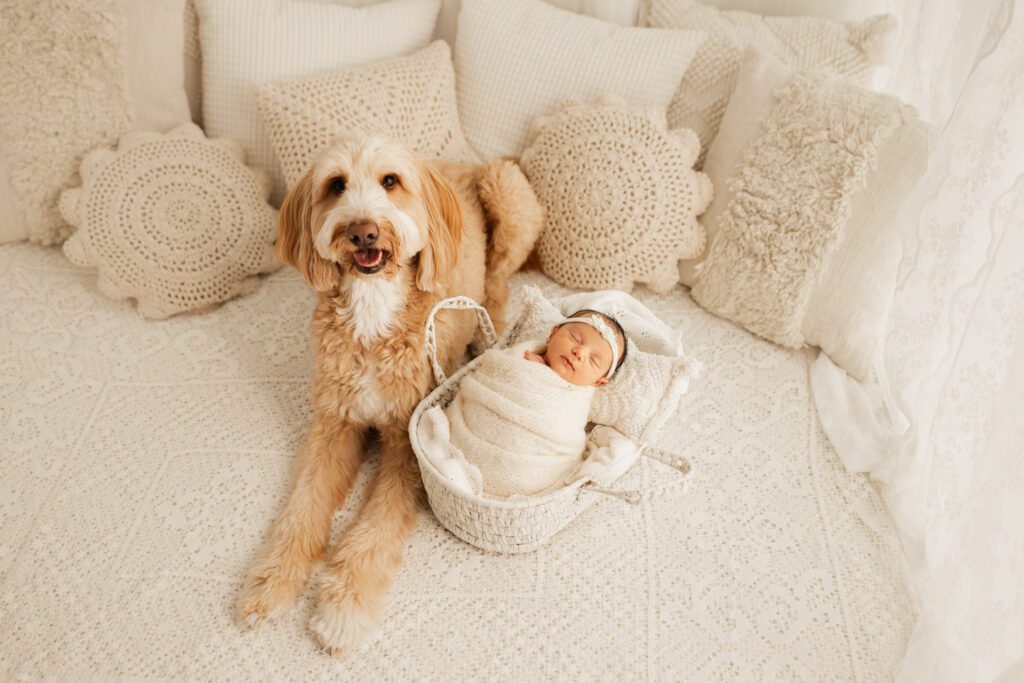 Baby sleeping in a white basket surrounded by pillows while her faithful dog stands guard beside her